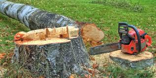 Best Fruit Tree Pruning  in Rushville, NE