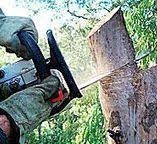Best Emergency Tree Removal  in Rushville, NE
