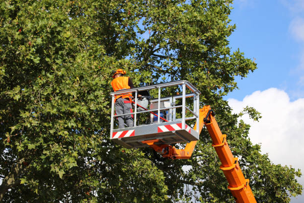 Best Tree Cabling and Bracing  in Rushville, NE