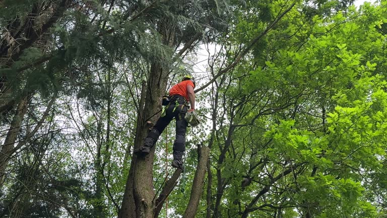 Best Palm Tree Trimming  in Rushville, NE