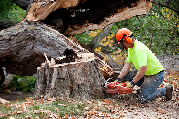How Our Tree Care Process Works  in  Rushville, NE