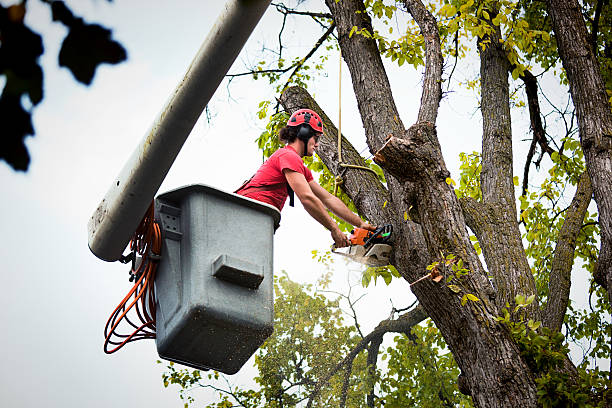 Best Utility Line Clearance  in Rushville, NE
