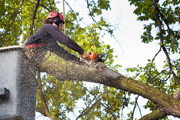 Best Tree Risk Assessment  in Rushville, NE