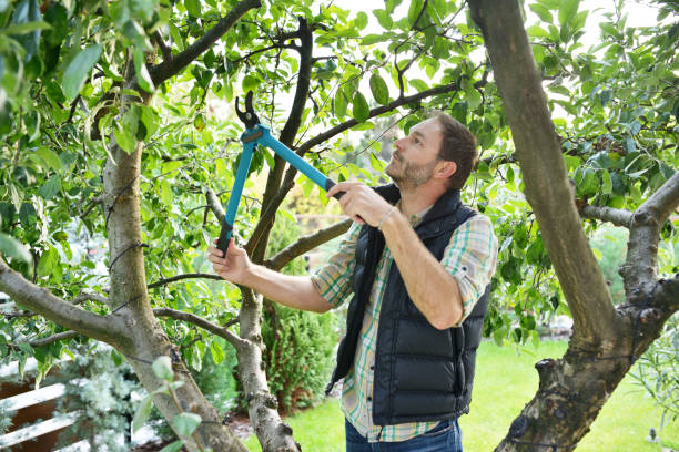 Best Tree Trimming and Pruning  in Rushville, NE